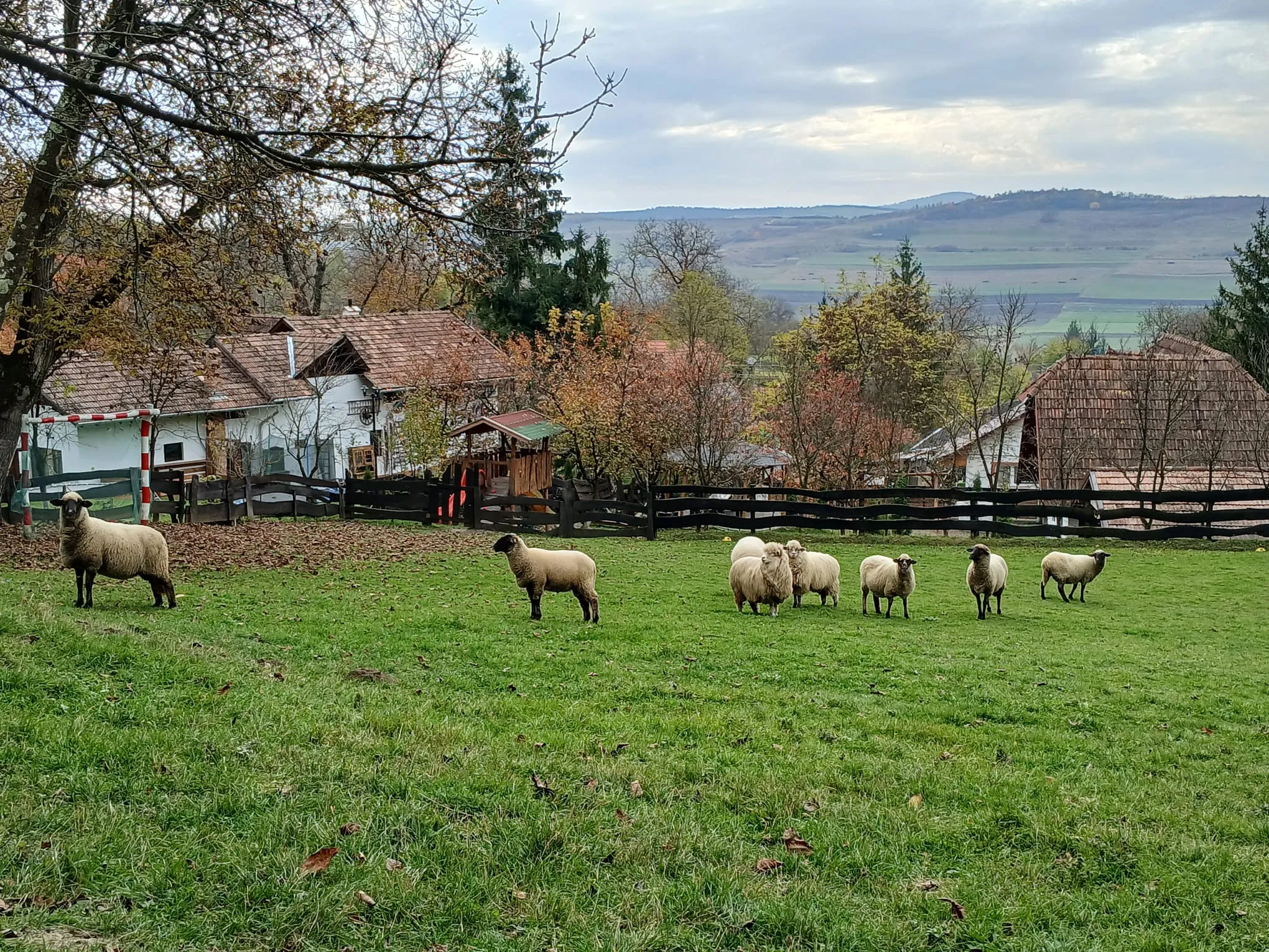 Sheep grazing on the grounds