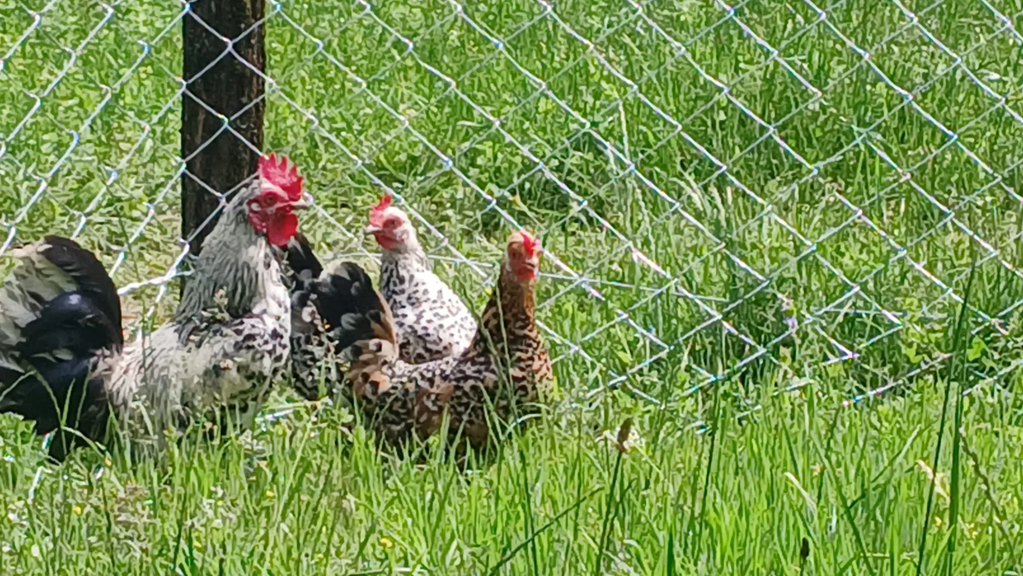 Free-range chickens on the green grass