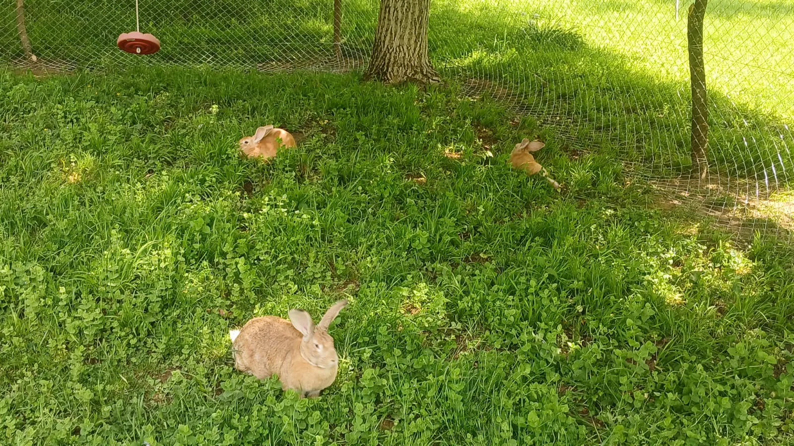 Rabbits in a fenced grassy enclosure