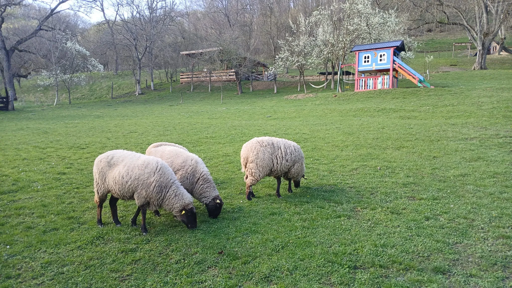 Sheep grazing beside a colourful children's playhouse
